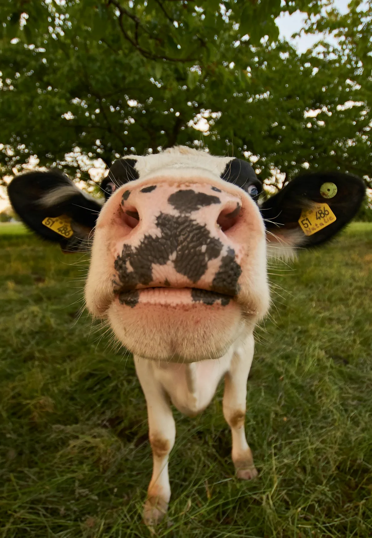 Maggie the cow
