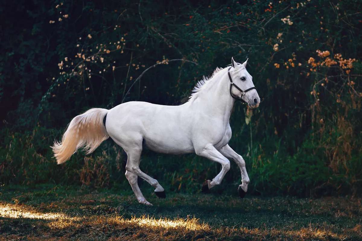 Boris the horse