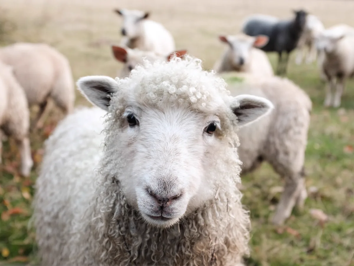Willow the sheep