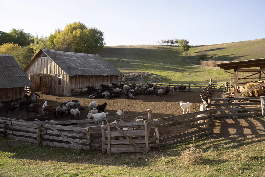 The farmyard and animals